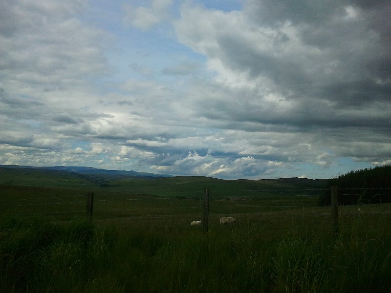 cheviots 016 - Copy.jpg