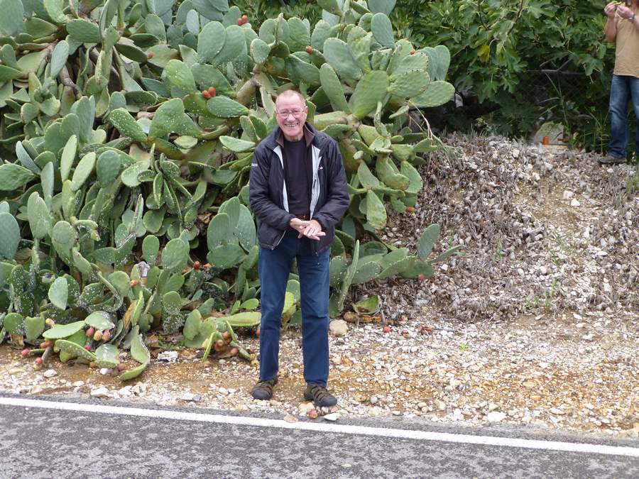 ron picking prickly pears