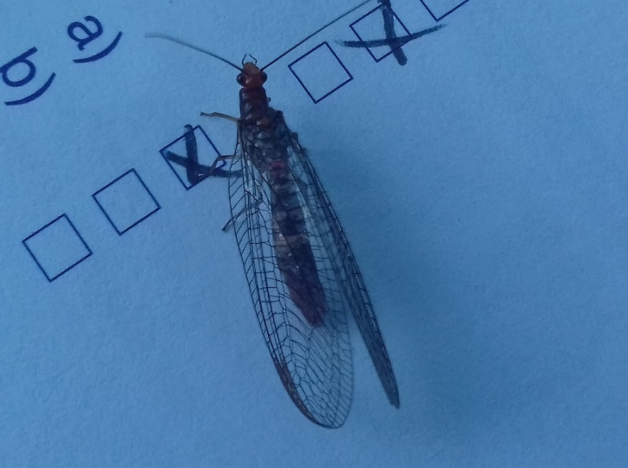 East hill flying and the Cheviots 042 (2).jpg